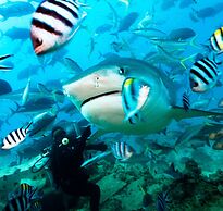 Beqa Lagoon Resort