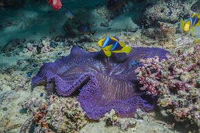 Beqa Lagoon Resort