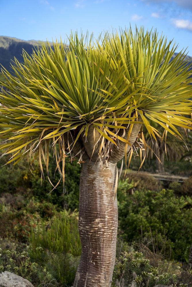 Parador de La Palma