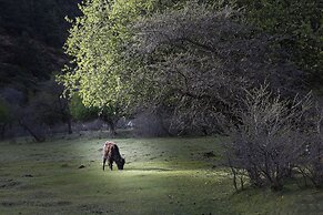 Banyan Tree Ringha