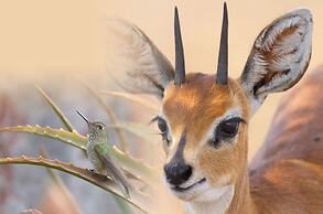 Airport Bird & Game Lodge