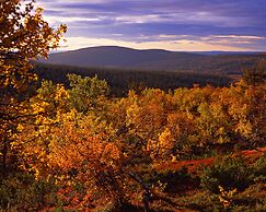 Lapland Hotels Ylläskaltio