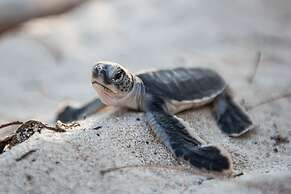 Heron Island Resort