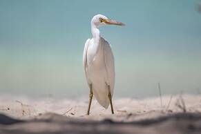 Heron Island Resort