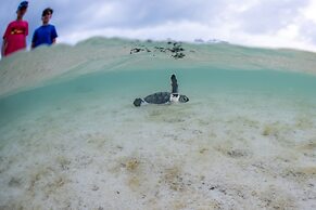 Heron Island Resort