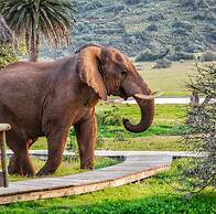 Gorah Elephant Camp