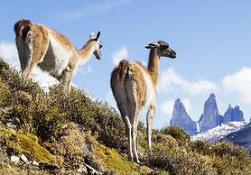 Noi Indigo Patagonia