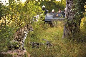 Lion Sands Tinga Lodge