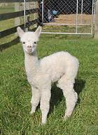 Silverstream Alpaca Farmstay and Tour