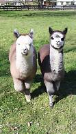 Silverstream Alpaca Farmstay and Tour