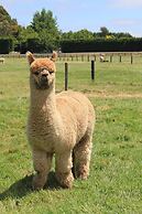 Silverstream Alpaca Farmstay and Tour