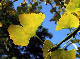 Ginkgo Hotel