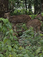 Siddhartha Wildlife Retreat