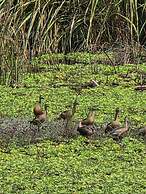 Siddhartha Wildlife Retreat