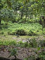 Siddhartha Wildlife Retreat