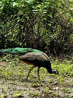 Siddhartha Wildlife Retreat