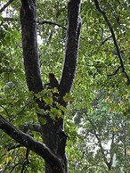 Siddhartha Wildlife Retreat