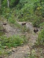 Siddhartha Wildlife Retreat