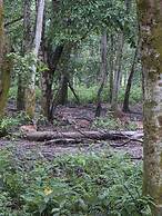 Siddhartha Wildlife Retreat