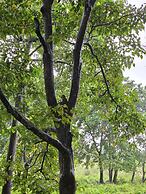Siddhartha Wildlife Retreat