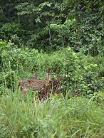Siddhartha Wildlife Retreat