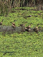 Siddhartha Wildlife Retreat