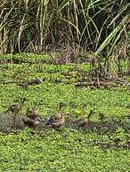 Siddhartha Wildlife Retreat