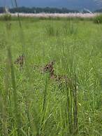 Siddhartha Wildlife Retreat