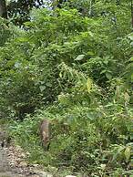 Siddhartha Wildlife Retreat