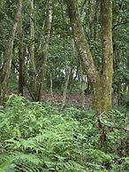 Siddhartha Wildlife Retreat