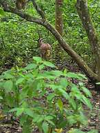Siddhartha Wildlife Retreat
