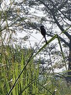 Siddhartha Wildlife Retreat
