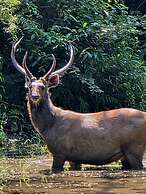 Siddhartha Wildlife Retreat