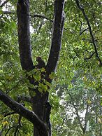 Siddhartha Wildlife Retreat