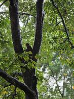 Siddhartha Wildlife Retreat