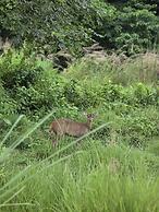 Siddhartha Wildlife Retreat
