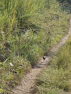 Siddhartha Wildlife Retreat