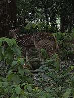 Siddhartha Wildlife Retreat