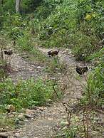 Siddhartha Wildlife Retreat