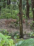 Siddhartha Wildlife Retreat