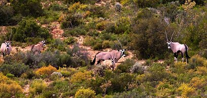 Wildehondekloof