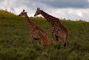 Wildehondekloof