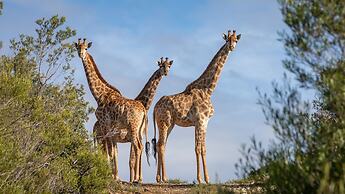 Wildehondekloof