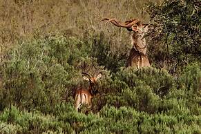 Wildehondekloof