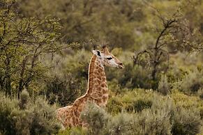 Wildehondekloof