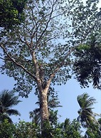 Arcadian Resort