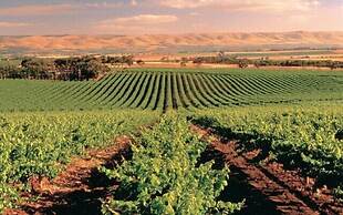 McLaren Vale Backpackers