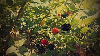 Hotel Rubus