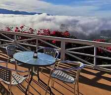 Alishan Tea Garden