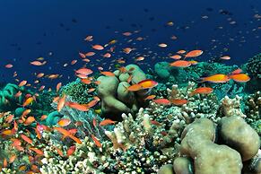 Murex Manado Dive Resort